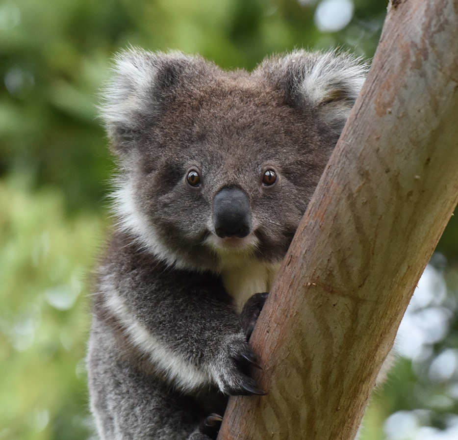 A young koala on a tree branch